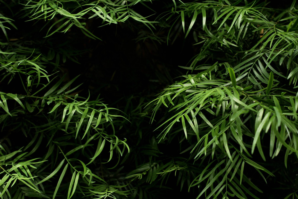 6 Best Places To Visit In Kotagiri For A Wonderful Vacation