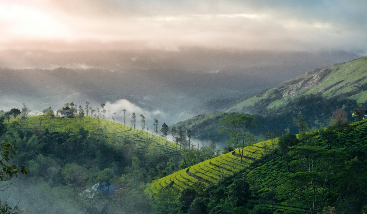 Best Hostels In Munnar