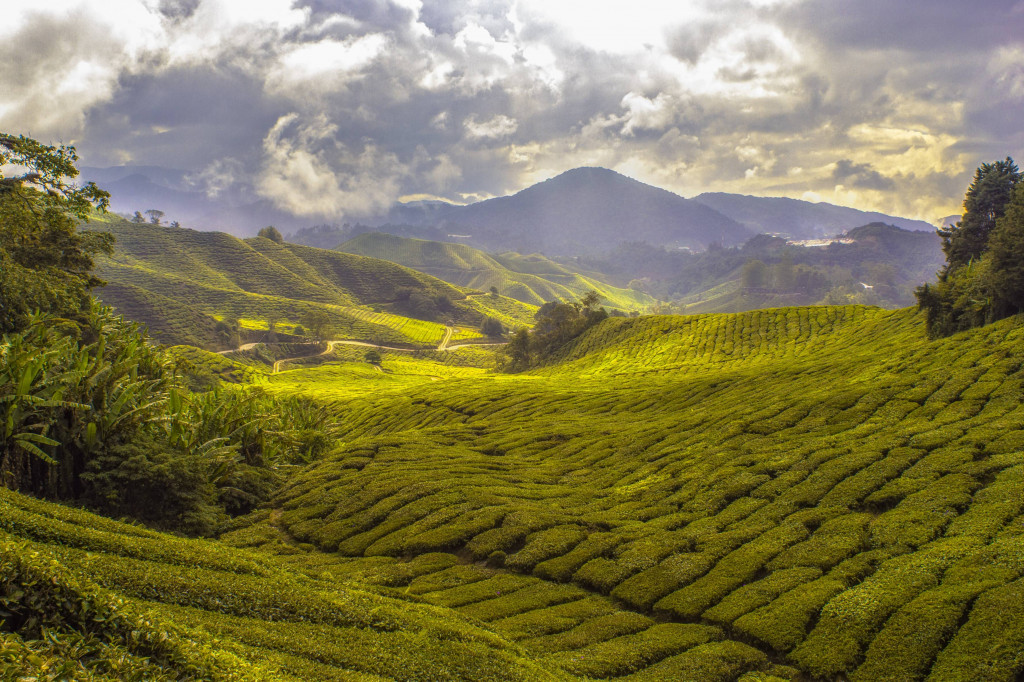 Best Places To Visit In Kurseong in monsoon