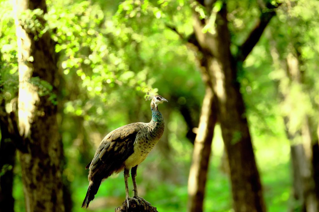 fun things to do in Chakrata