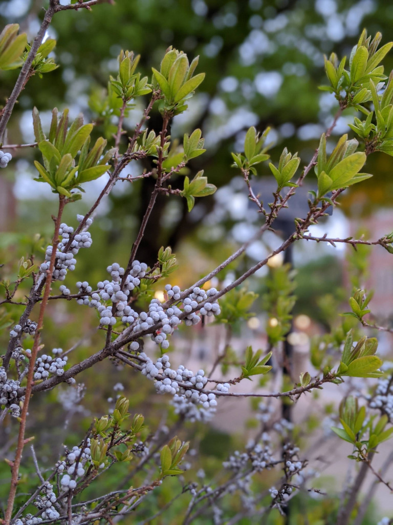 The blooming flowers of Kurseong Valley