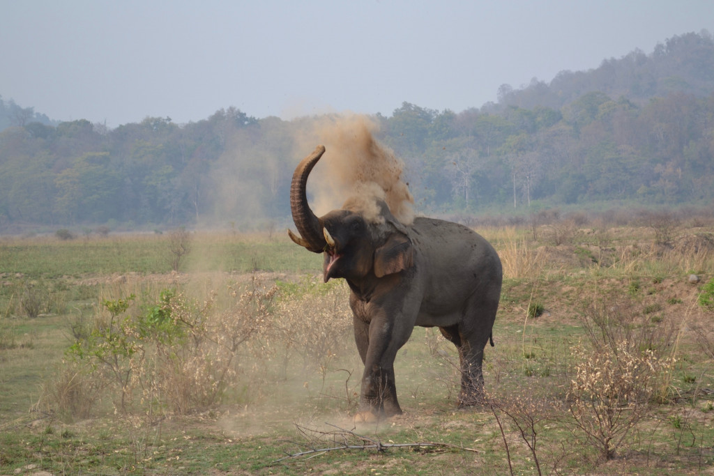 An elephant in Periyar National park