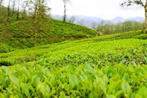 Munnar Travel Guide