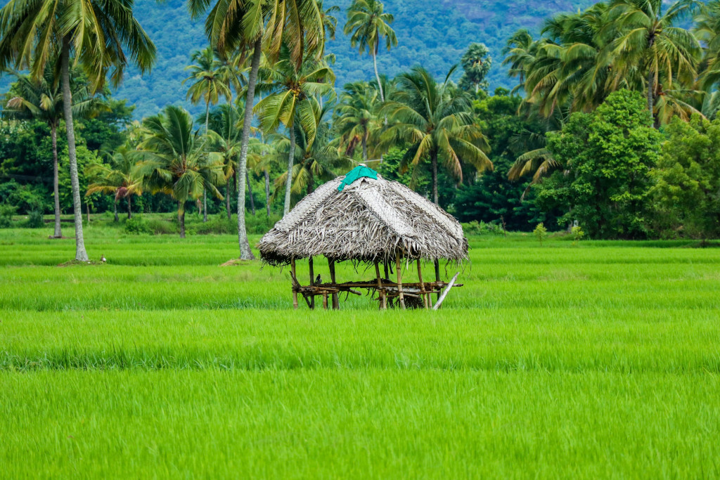 A paddy field in Kurnool