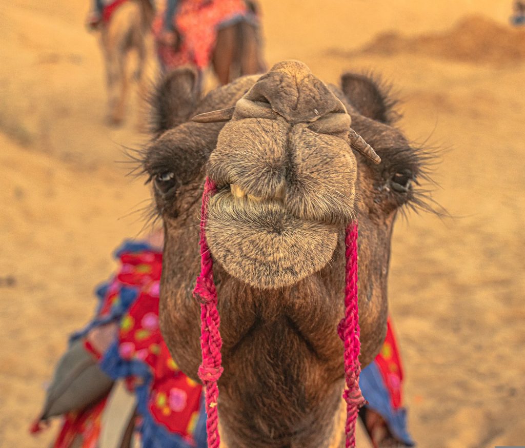 10 Best Restaurants And Cafes In Pushkar