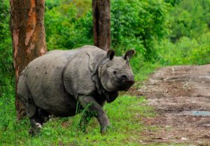 One-horned rhinoceros roaming in Kaziranga National Park