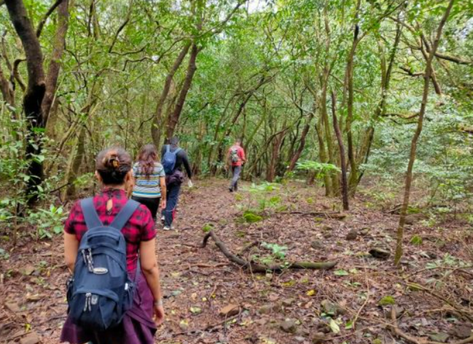People trekking through Andharban Jungle Trek in Maharashtra