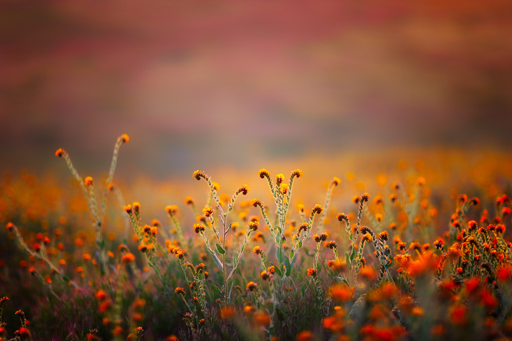 A garden blooming with beautiful flowers in Ranikhet
