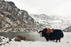 yak