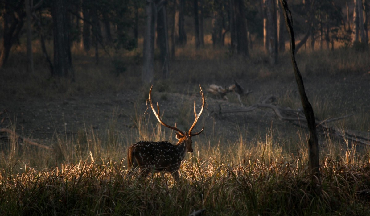 A sambar in India's wildlife sanctuaries