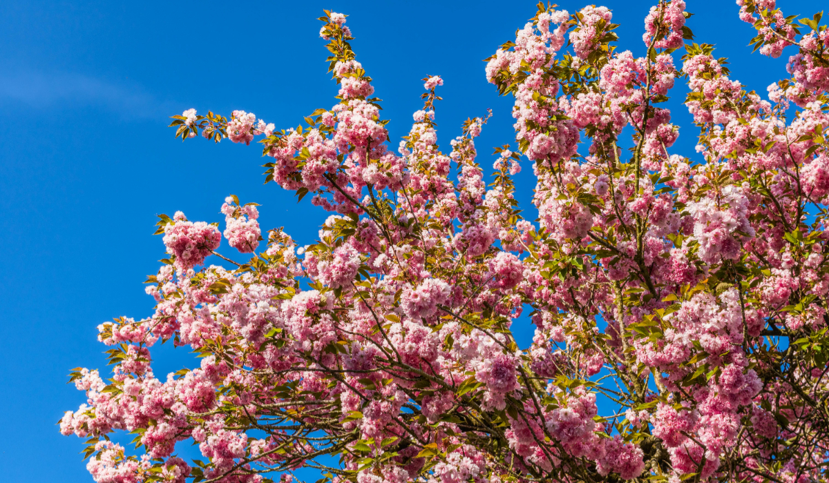 Miura Kaigan Sakura Festival