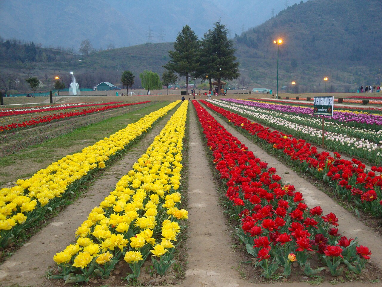 Srinagar's Tulip Garden