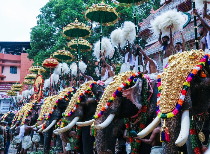 Elephants in the Thrissur Pooram festival