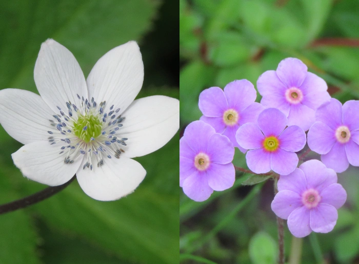 Flora in the Valley of Flowers