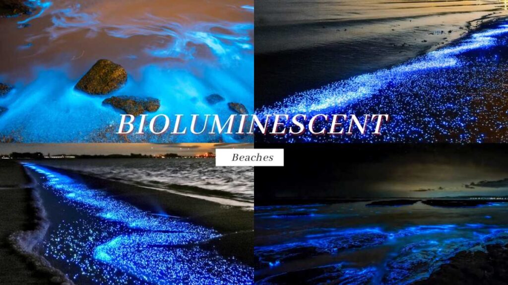 bioluminescent beach