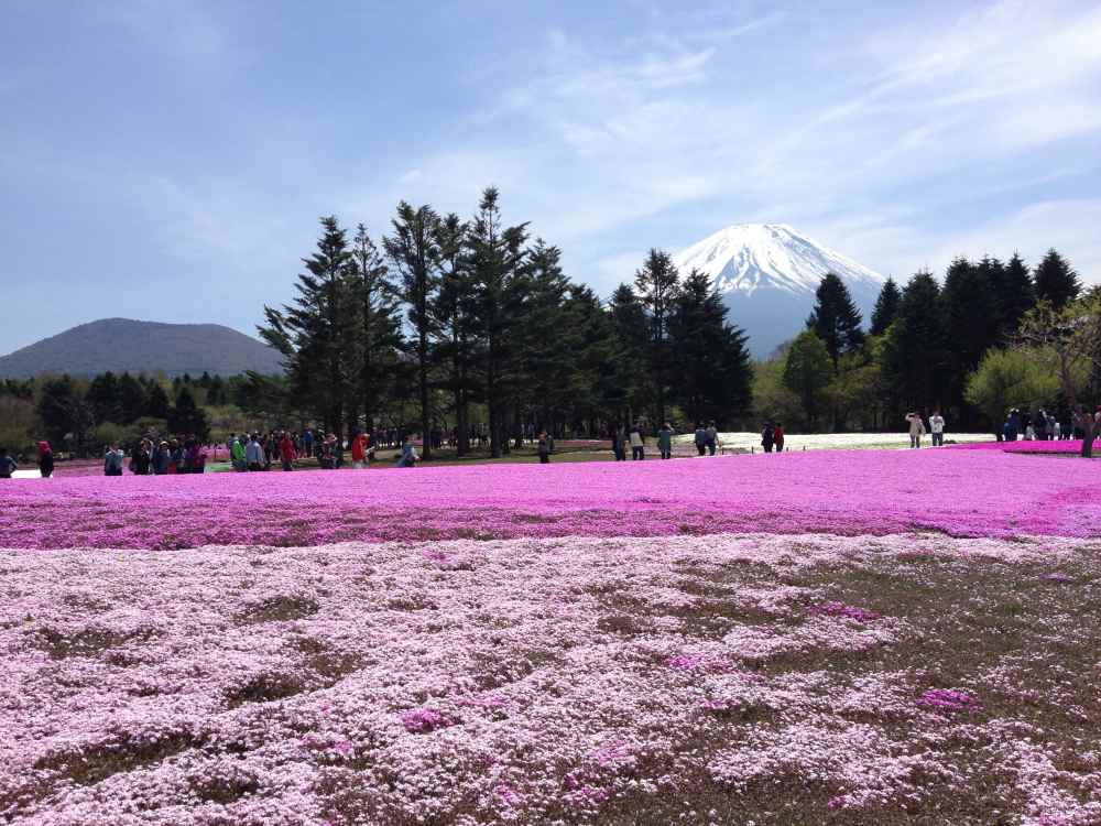 fuji shibazakura festival 2025