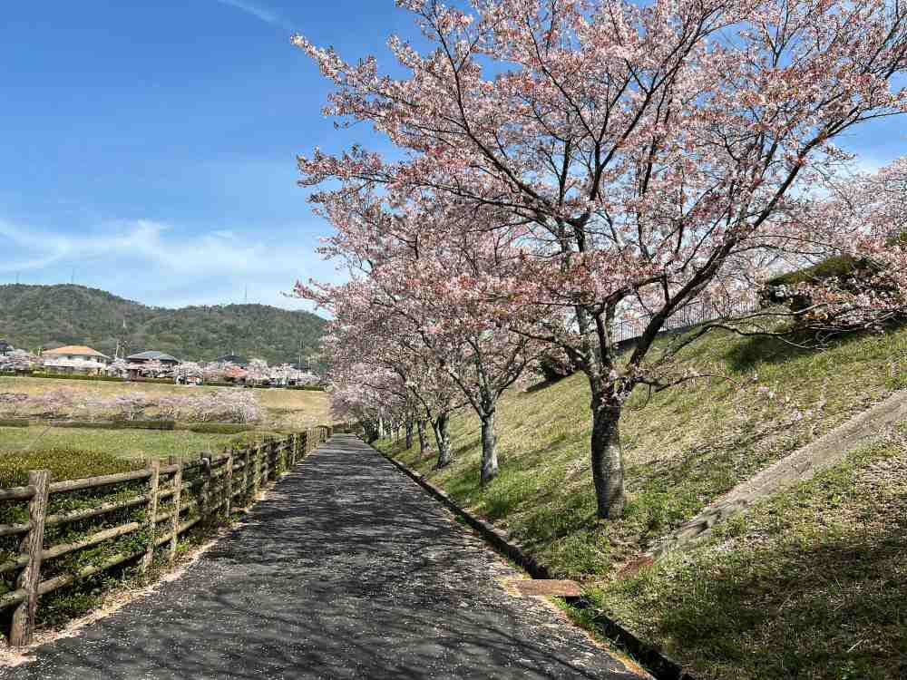 other places in vancouver for cherry blossoms
