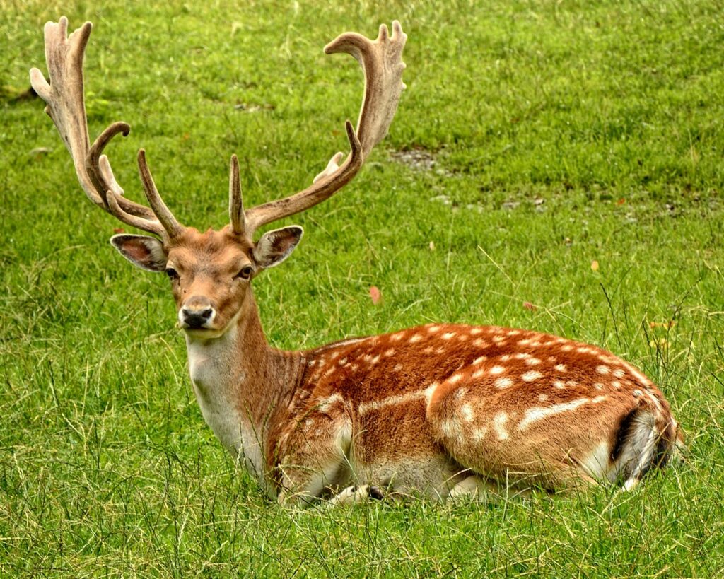Deer Park