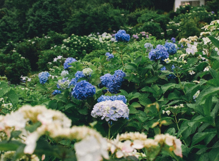 Field of hydrangeas