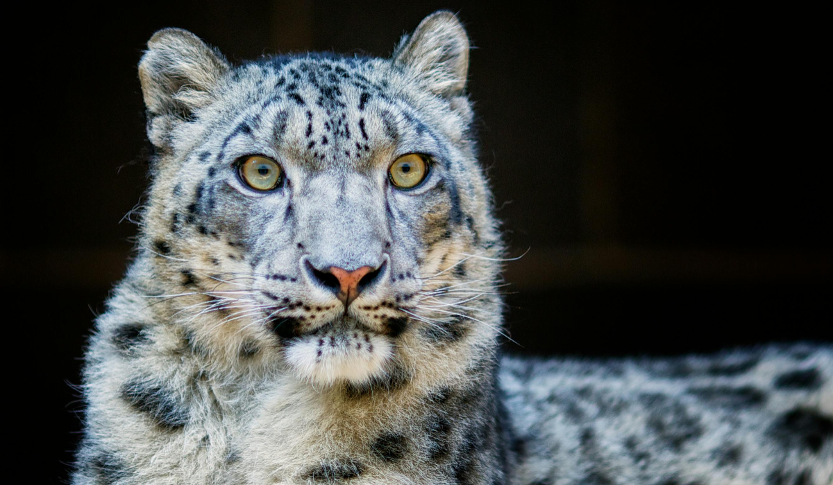 Wildlife Sanctuary In Ladakh
