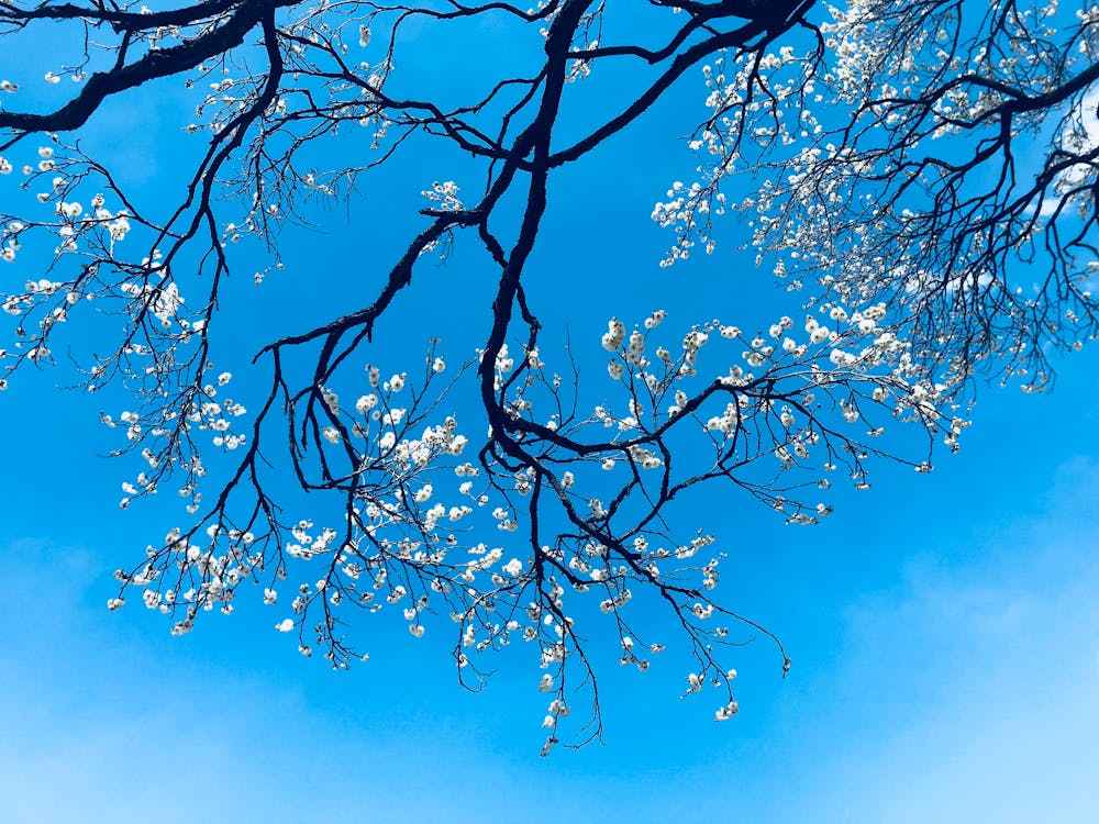 Cherry Blossom Festival Shillong 2025