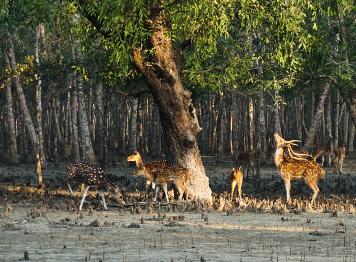 Sunderbans wildlife