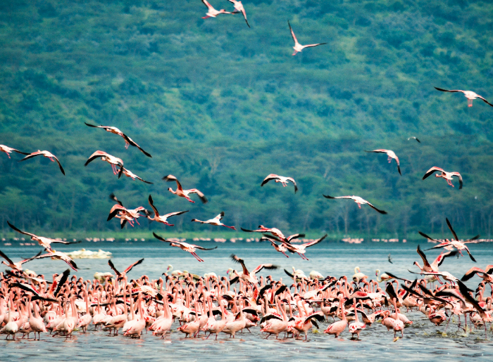 Lake Nakuru National Park