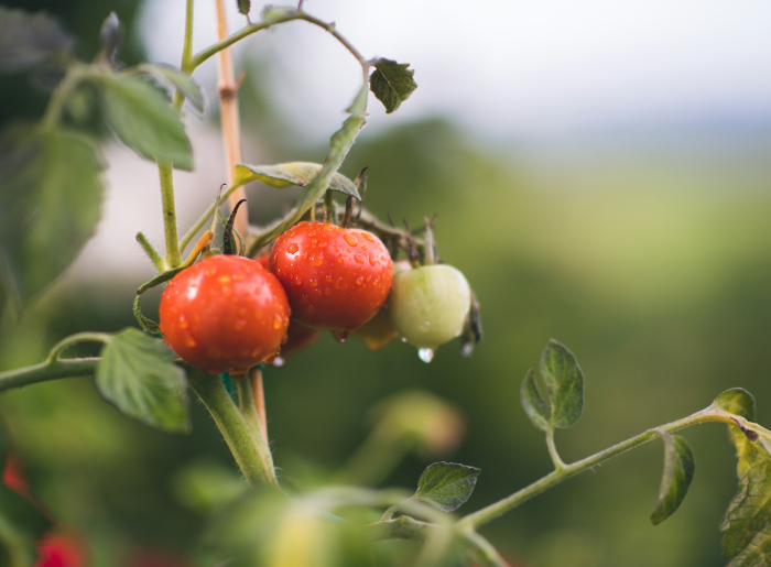Organic tomato