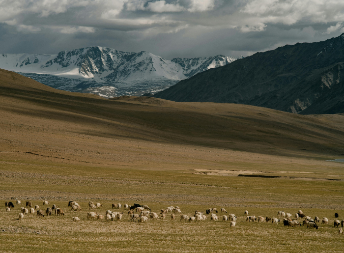 Turtuk village - Ladakh