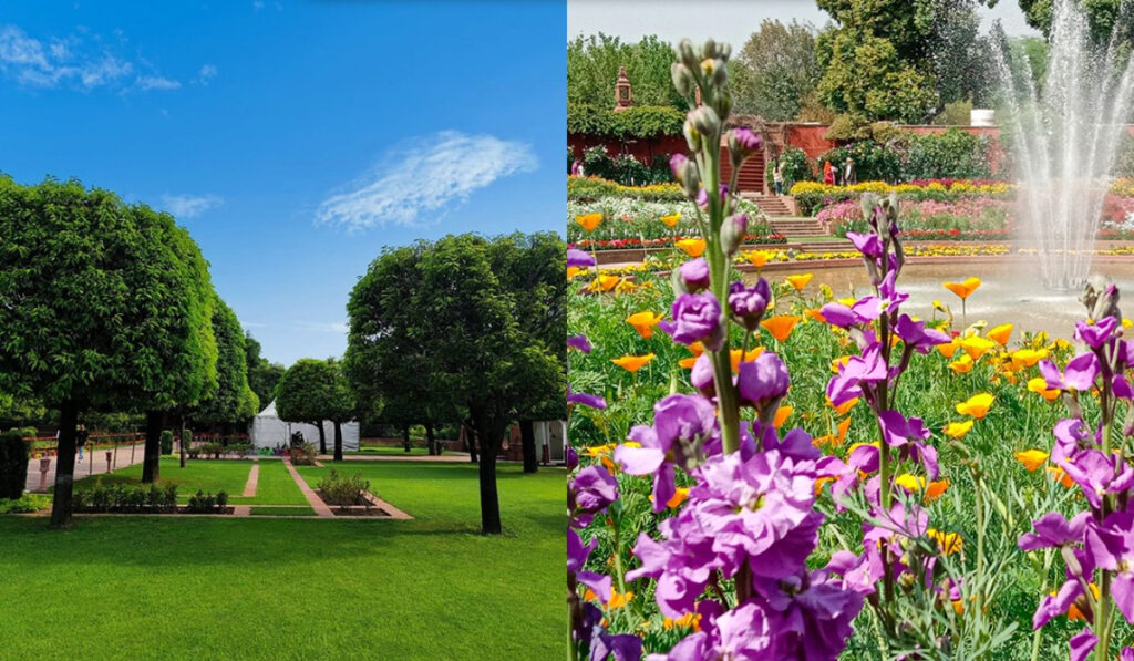 Amrit Udyan Summer Annuals 2025