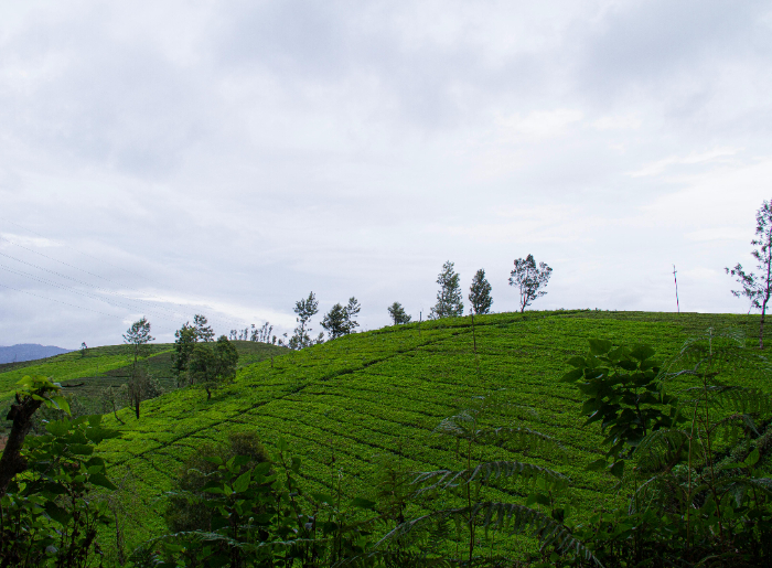 View of Ooty's hilltops