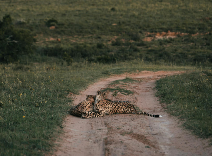 India’s First Cheetah Safari