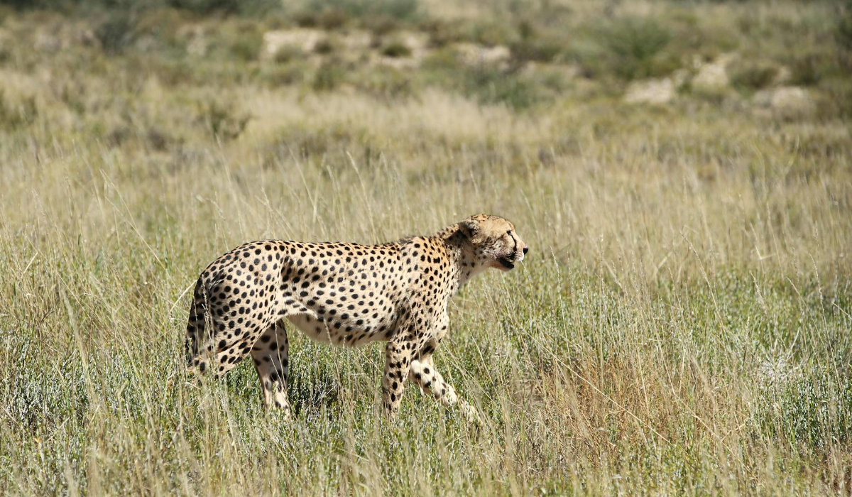 India’s First Cheetah Safari