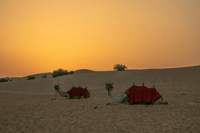 Desert Camping In Jaisalmer