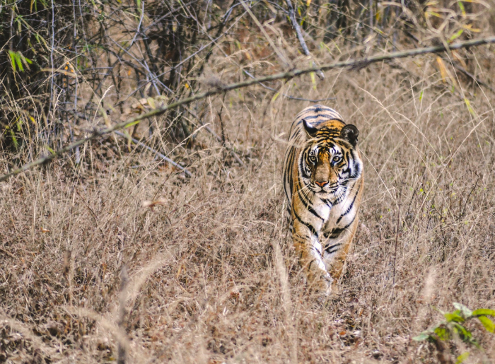 How Many Safaris To Do In Tadoba