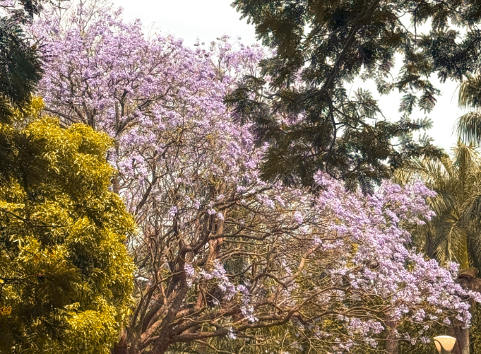 How To Reach Cubbon Park