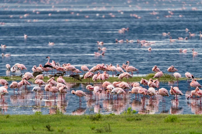 Sambhar Lake Turn Pink