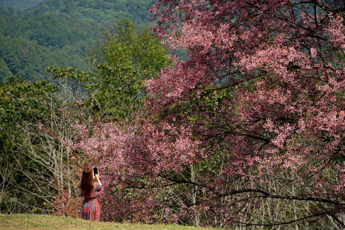 cherry blossom in nagaland