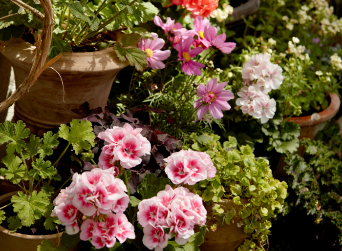 Mumbai Flower Festival 2026