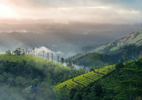 Best Hostels In Munnar