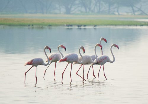 Check Out This Hidden Spot For Flamingos In Mumbai!