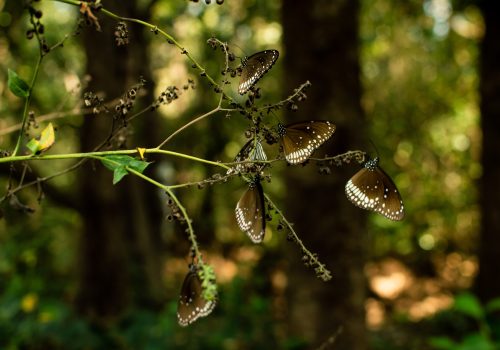 7 Things To Do In Dandeli