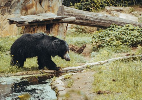 Visiting The Wildlife SOS In Agra