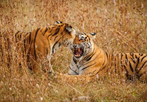biggest tiger reserve in india