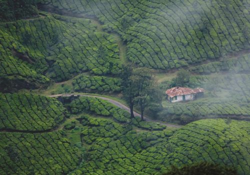 dream-holidays-Jqc2nOH3u3Y-unsplash-Munnar