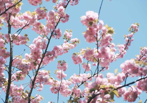 how to reach Shillong for Cherry Blossom Festival