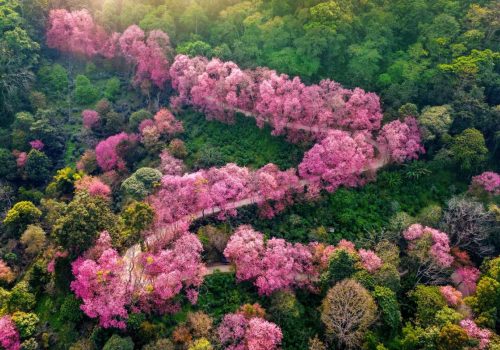 nagaland cherry blossom