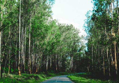 yadu-krishnan-k-s-t_mEjjikgyQ-unsplash